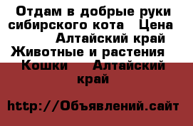 Отдам в добрые руки сибирского кота › Цена ­ 100 - Алтайский край Животные и растения » Кошки   . Алтайский край